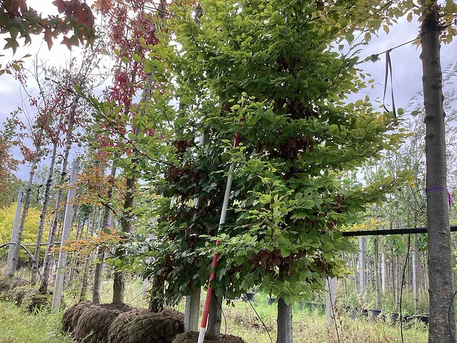 Groene beuk - sierboom (2x) - afbeelding 1 van  4