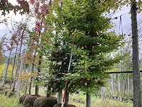 Groene beuk - sierboom (2x) - afbeelding 1 van  4