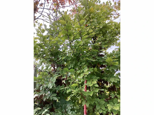 Groene beuk - sierboom (2x) - afbeelding 2 van  4