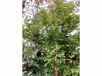 Groene beuk - sierboom (2x) - afbeelding 2 van  4