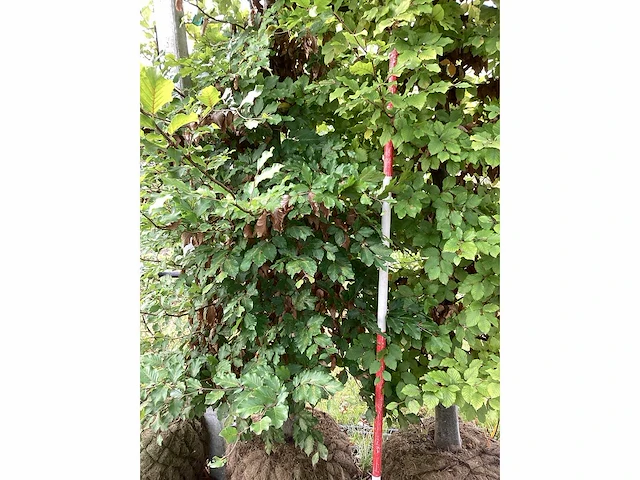 Groene beuk - sierboom (2x) - afbeelding 3 van  4