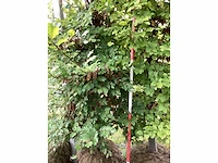 Groene beuk - sierboom (2x) - afbeelding 3 van  4