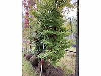 Groene beuk - sierboom (2x) - afbeelding 4 van  4