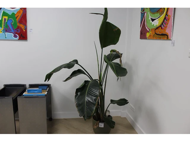 Groene plant in pot. hoogte ca. 170 cm. - afbeelding 1 van  2