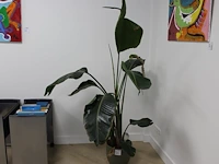 Groene plant in pot. hoogte ca. 170 cm. - afbeelding 1 van  2