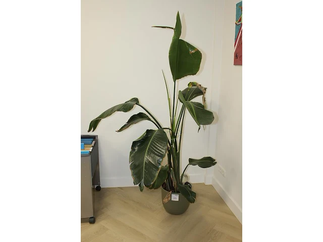 Groene plant in pot. hoogte ca. 170 cm. - afbeelding 2 van  2