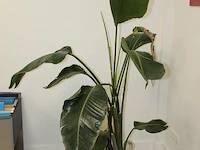 Groene plant in pot. hoogte ca. 170 cm. - afbeelding 2 van  2