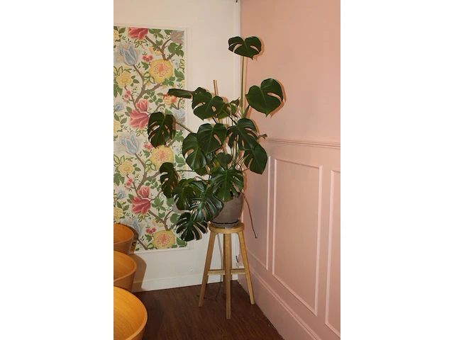 Groene plant in pot. hoogte ca. 2 meter. - afbeelding 1 van  2