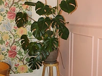 Groene plant in pot. hoogte ca. 2 meter. - afbeelding 1 van  2