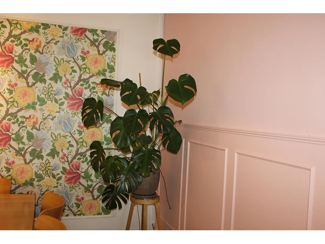 Groene plant in pot. hoogte ca. 2 meter. - afbeelding 2 van  2