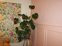 Groene plant in pot. hoogte ca. 2 meter. - afbeelding 2 van  2