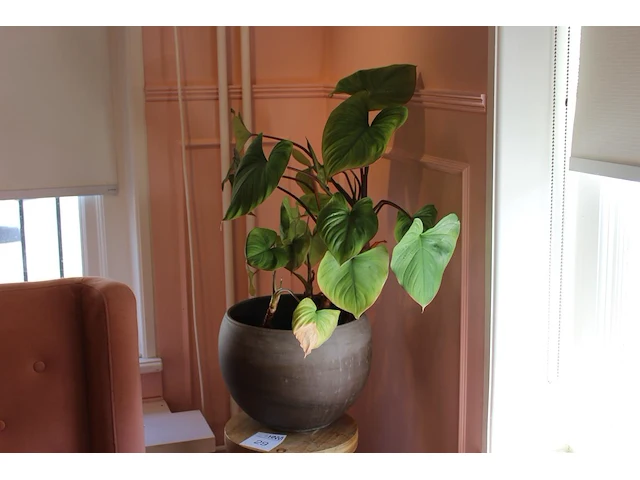 Groene plant in pot op houten kruk. - afbeelding 1 van  2