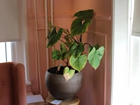 Groene plant in pot op houten kruk. - afbeelding 1 van  2