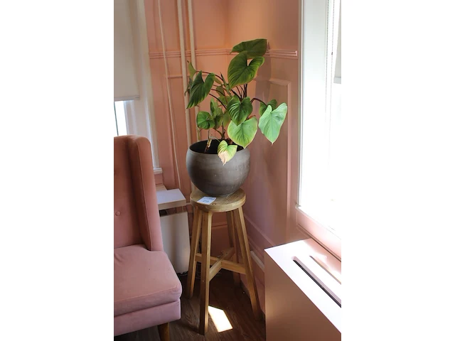 Groene plant in pot op houten kruk. - afbeelding 2 van  2