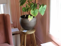 Groene plant in pot op houten kruk. - afbeelding 2 van  2