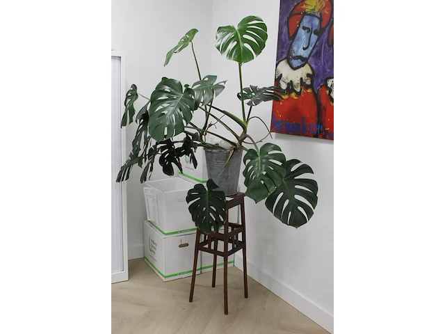 Groene plant op houten kruk. hoogte ca. 190 cm. - afbeelding 1 van  2