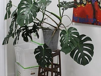 Groene plant op houten kruk. hoogte ca. 190 cm. - afbeelding 1 van  2