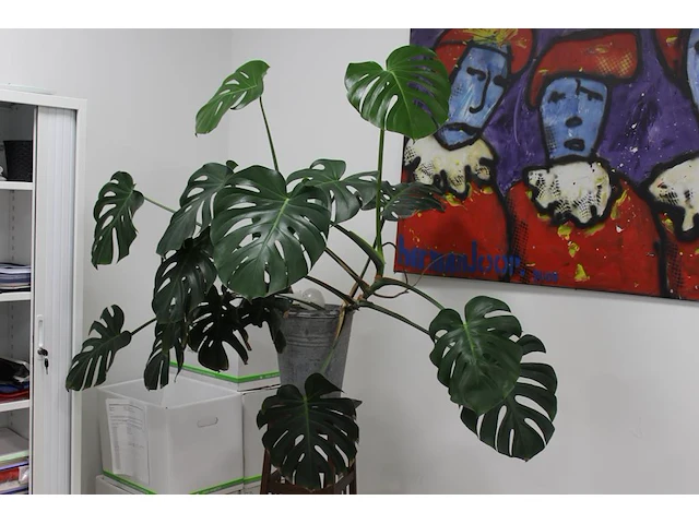 Groene plant op houten kruk. hoogte ca. 190 cm. - afbeelding 2 van  2