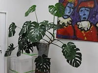 Groene plant op houten kruk. hoogte ca. 190 cm. - afbeelding 2 van  2