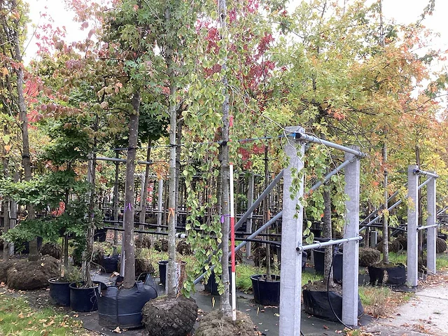 Groene treurbeuk - sierboom - afbeelding 1 van  4