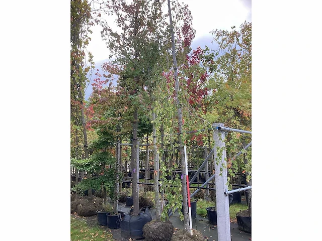 Groene treurbeuk - sierboom - afbeelding 2 van  4