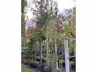 Groene treurbeuk - sierboom - afbeelding 2 van  4