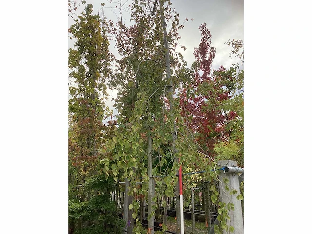 Groene treurbeuk - sierboom - afbeelding 3 van  4