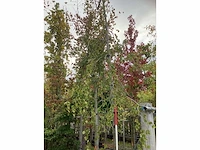 Groene treurbeuk - sierboom - afbeelding 3 van  4