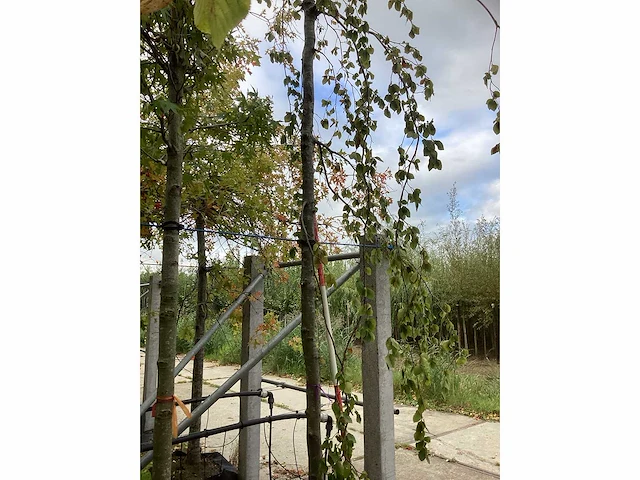 Groene treurbeuk - sierboom - afbeelding 4 van  4