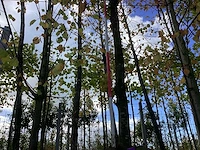 Groene zuilbeuk - laanboom - afbeelding 1 van  4
