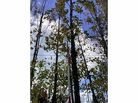 Groene zuilbeuk - laanboom - afbeelding 2 van  4