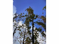 Groene zuilbeuk - laanboom - afbeelding 3 van  4