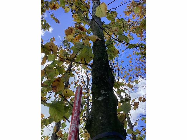 Groene zuilbeuk - laanboom - afbeelding 4 van  4