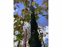 Groene zuilbeuk - laanboom - afbeelding 4 van  4