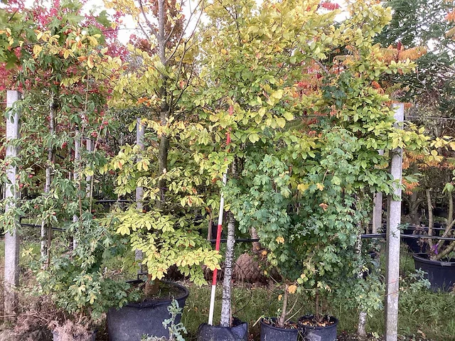 Groene zuilbeuk - laanboom - afbeelding 1 van  3