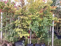 Groene zuilbeuk - laanboom - afbeelding 1 van  3