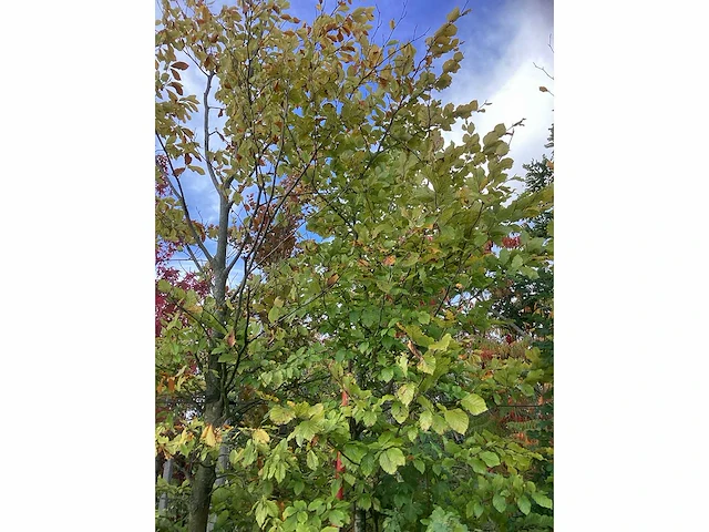 Groene zuilbeuk - laanboom - afbeelding 2 van  3