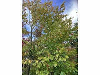 Groene zuilbeuk - laanboom - afbeelding 2 van  3