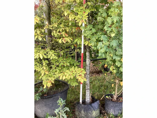 Groene zuilbeuk - laanboom - afbeelding 3 van  3