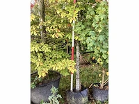 Groene zuilbeuk - laanboom - afbeelding 3 van  3