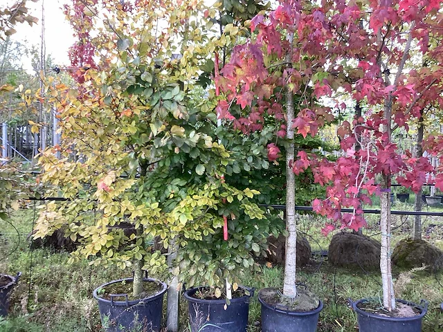 Groene zuilbeuk - sierboom - afbeelding 1 van  4