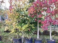 Groene zuilbeuk - sierboom - afbeelding 1 van  4