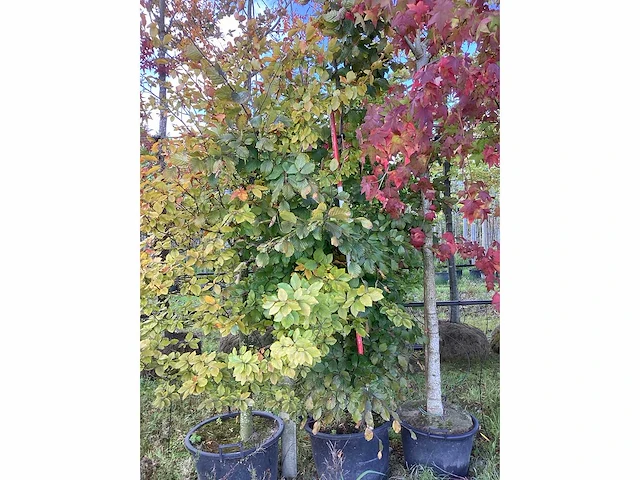 Groene zuilbeuk - sierboom - afbeelding 2 van  4