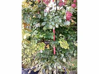 Groene zuilbeuk - sierboom - afbeelding 4 van  4