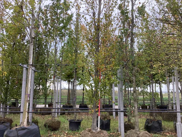 Groene zuilbeuk - sierboom - afbeelding 1 van  4
