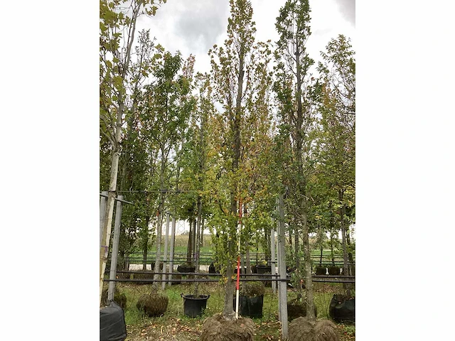 Groene zuilbeuk - sierboom - afbeelding 2 van  4
