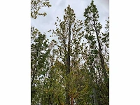 Groene zuilbeuk - sierboom - afbeelding 3 van  4