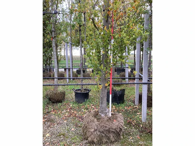 Groene zuilbeuk - sierboom - afbeelding 4 van  4