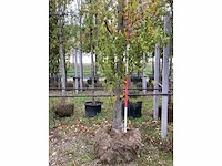 Groene zuilbeuk - sierboom - afbeelding 4 van  4