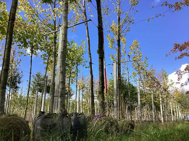 Groene zuilbeuk - sierboom - afbeelding 1 van  5